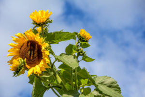 Close up of a sunflower in Comelico, Belluno, Veneto, Italy Close up of a sunflower in Comelico, Belluno, Veneto, Italy